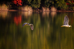 Birds Of Play