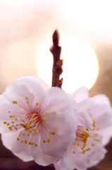 Tower of Plum