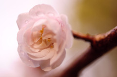 螺旋花弁