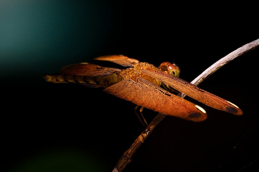 DSC_9793_s