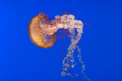Jellyfish