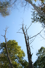 in sarabetu