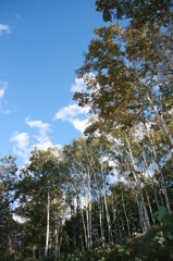 in sarabetu