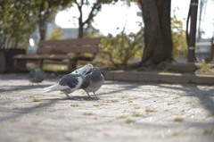DSC_0238