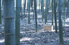 竹林