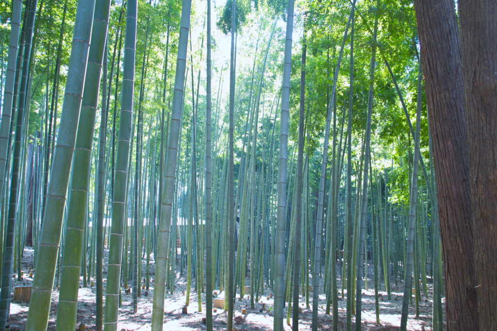竹林