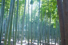 竹林