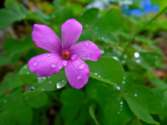 雨上がりの花