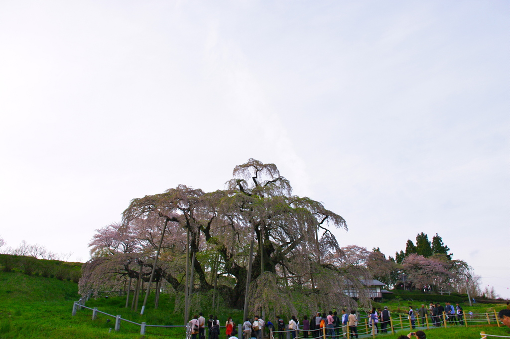 日本三大桜