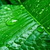 緑の雨粒