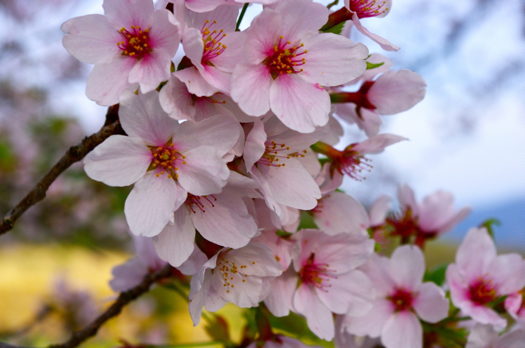 SAKURA