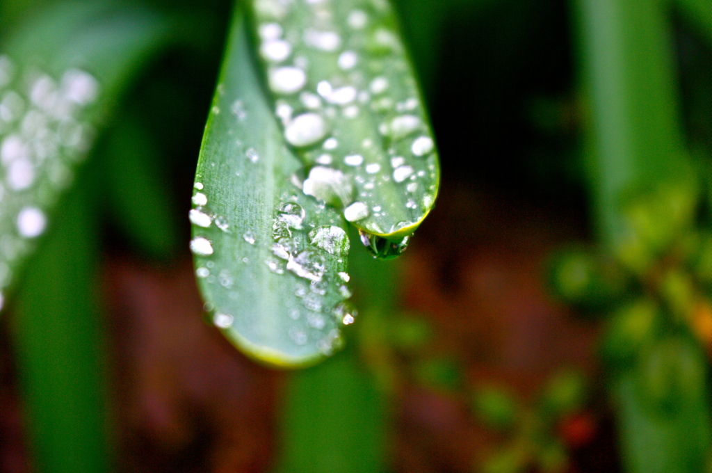 雨玉