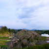 日本三大桜