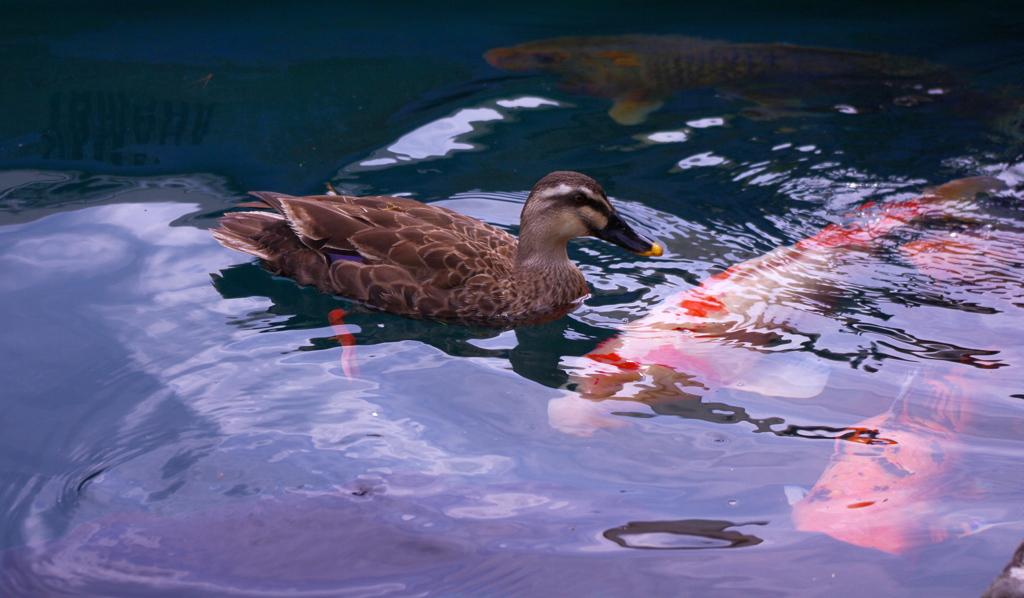 float on the water