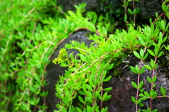 植物の滝