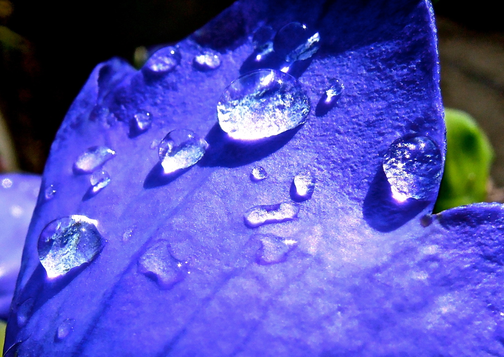 紫の雨粒