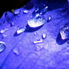 紫の雨粒