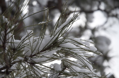 雪