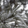雪