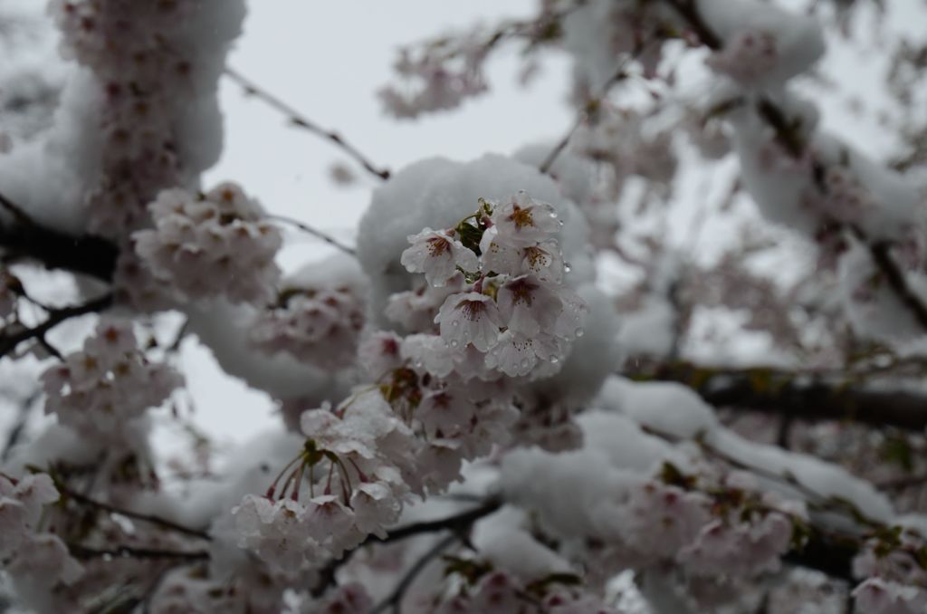 雪桜