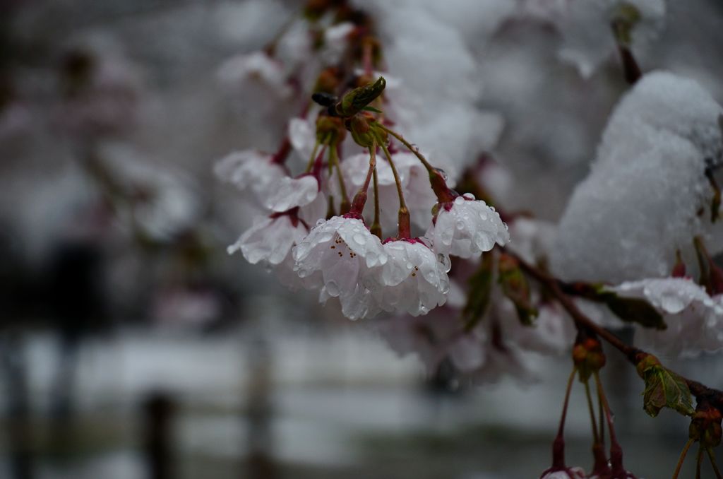 桜らんたん