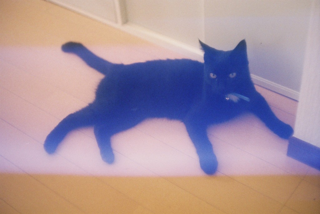 猫のラク