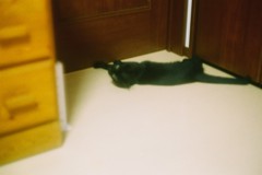 ドア開けてー