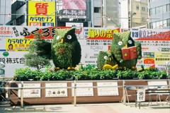 池フクロウ