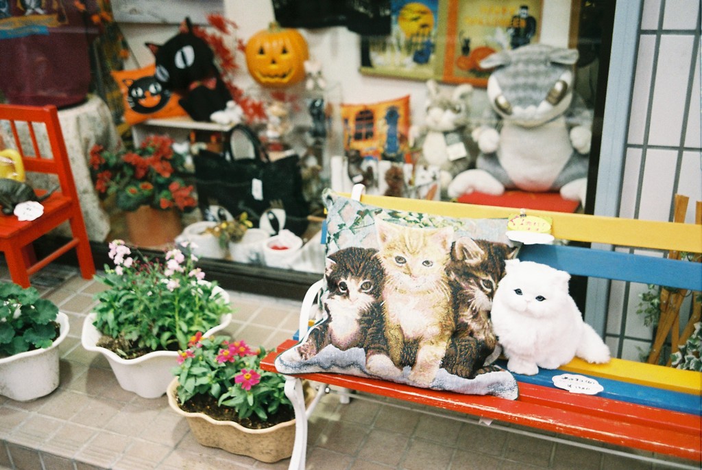 しょこたんも来た猫ショップ