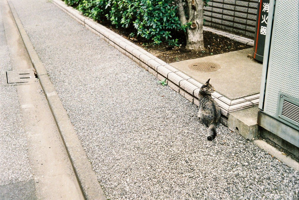 子猫