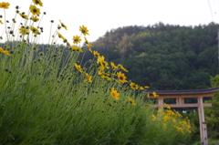 参道の花