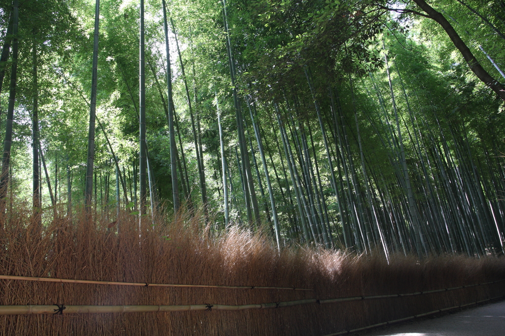 嵯峨野竹林
