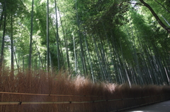 嵯峨野竹林