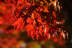 闇紅葉