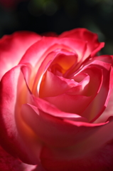 薔薇
