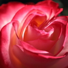 薔薇