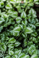 Green!