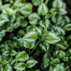Green!