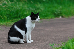 綺麗な野良猫