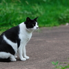 綺麗な野良猫
