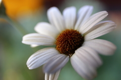 Spring Flowers 6