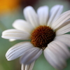 Spring Flowers 6