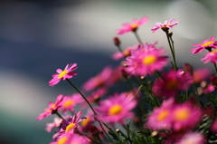 Spring Flowers 4