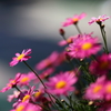 Spring Flowers 4