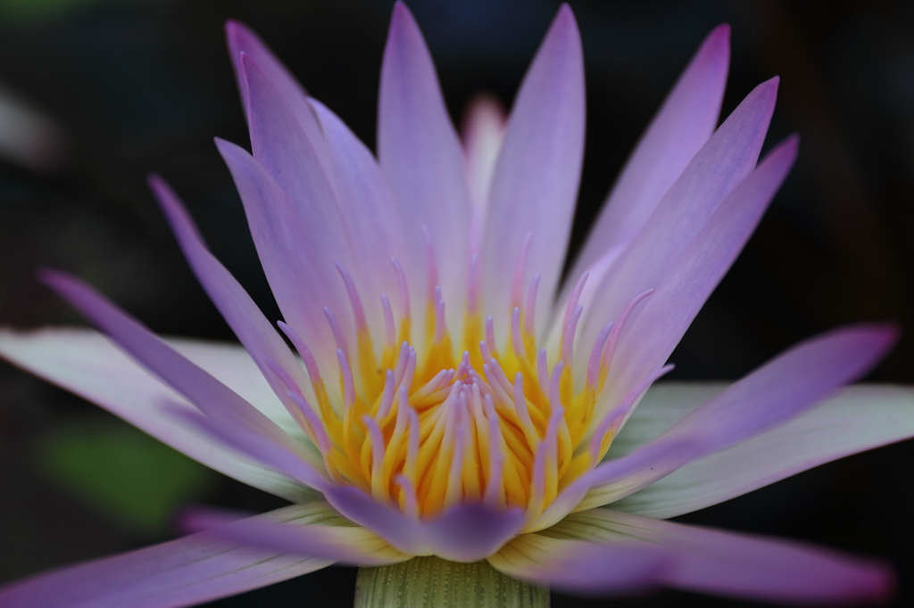 Beauty Flower 2