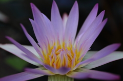 Beauty Flower 2
