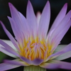 Beauty Flower 2