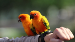 インコちゃん