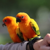 インコちゃん