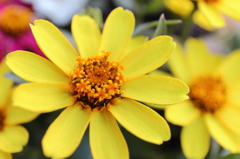 spring flowers 7